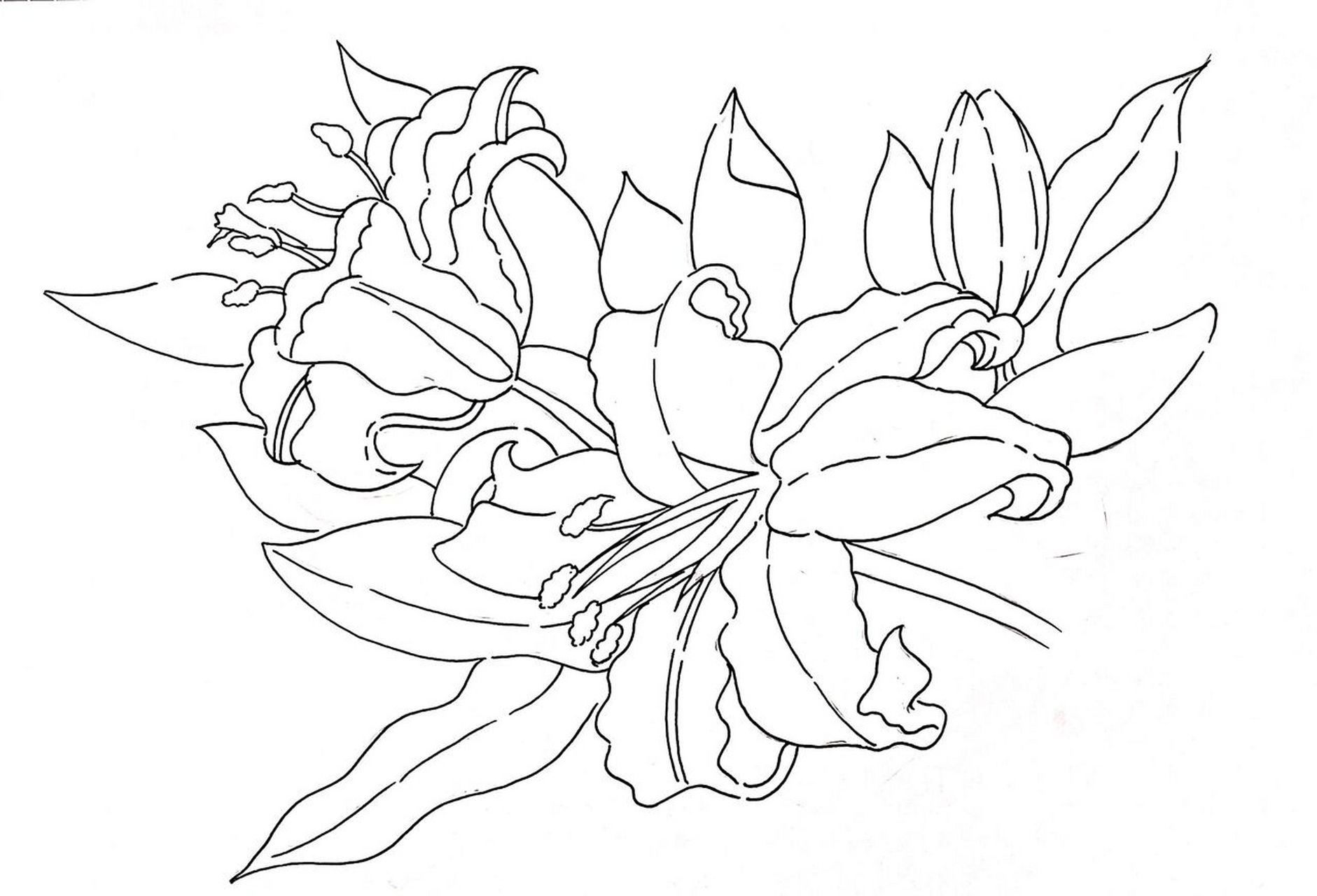 手绘|百合花|含线稿色号 希望大家每一天的生活都可以平安顺遂07 画