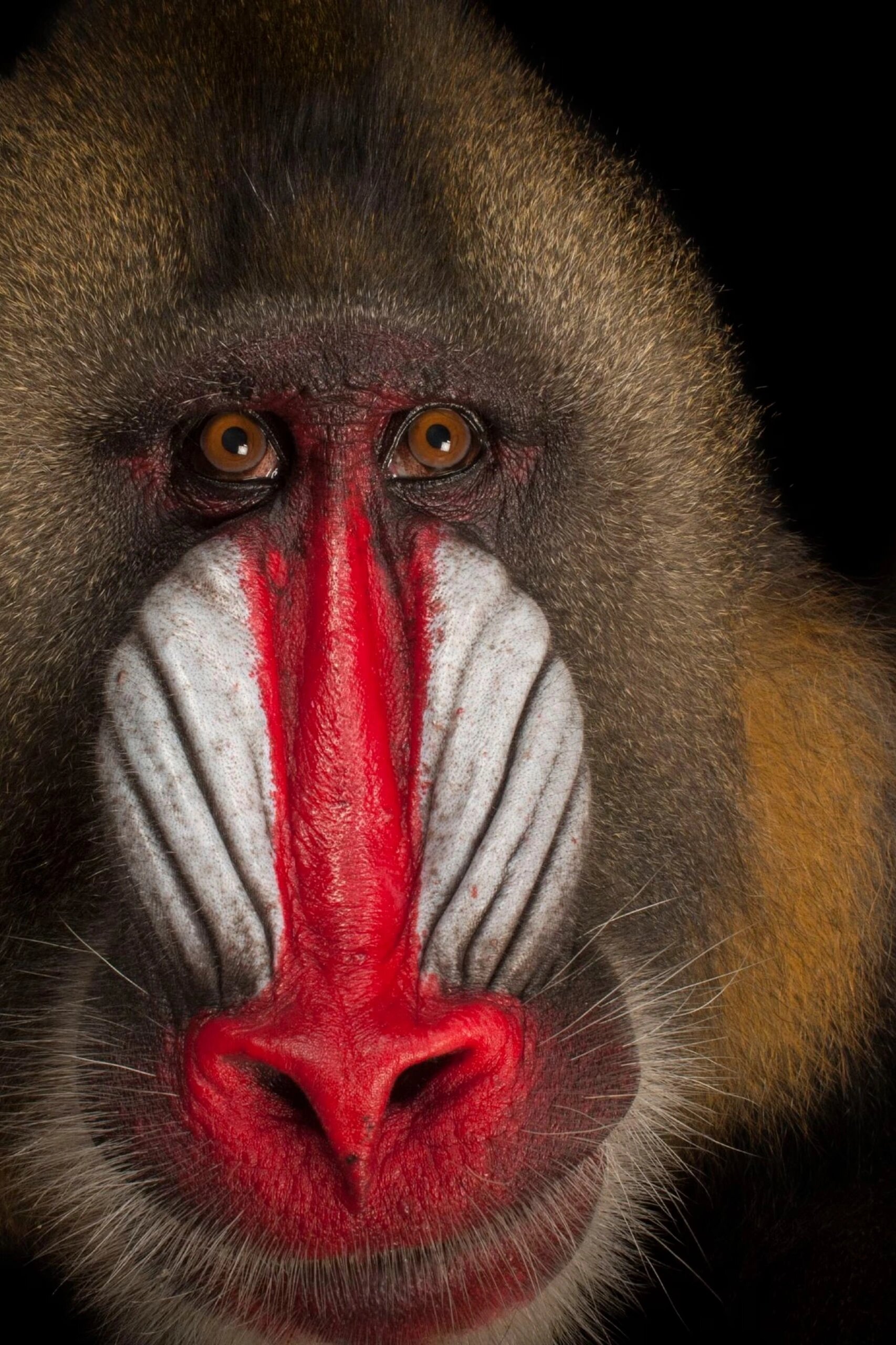 山魈|每天认识一种神奇动物008