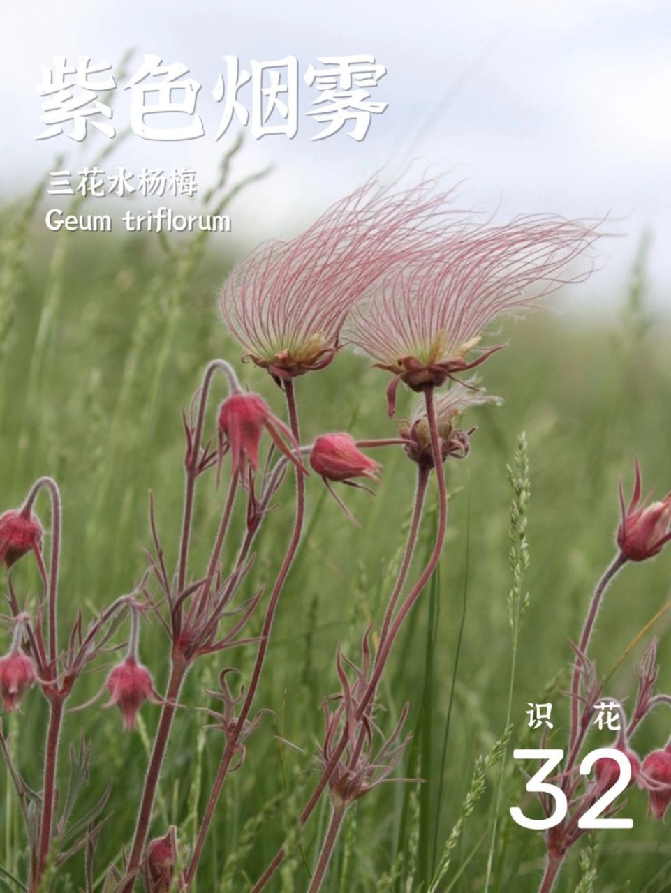 三花水杨梅 geum triflorum 三花水杨梅是一种蔷薇科路边青属多年 
