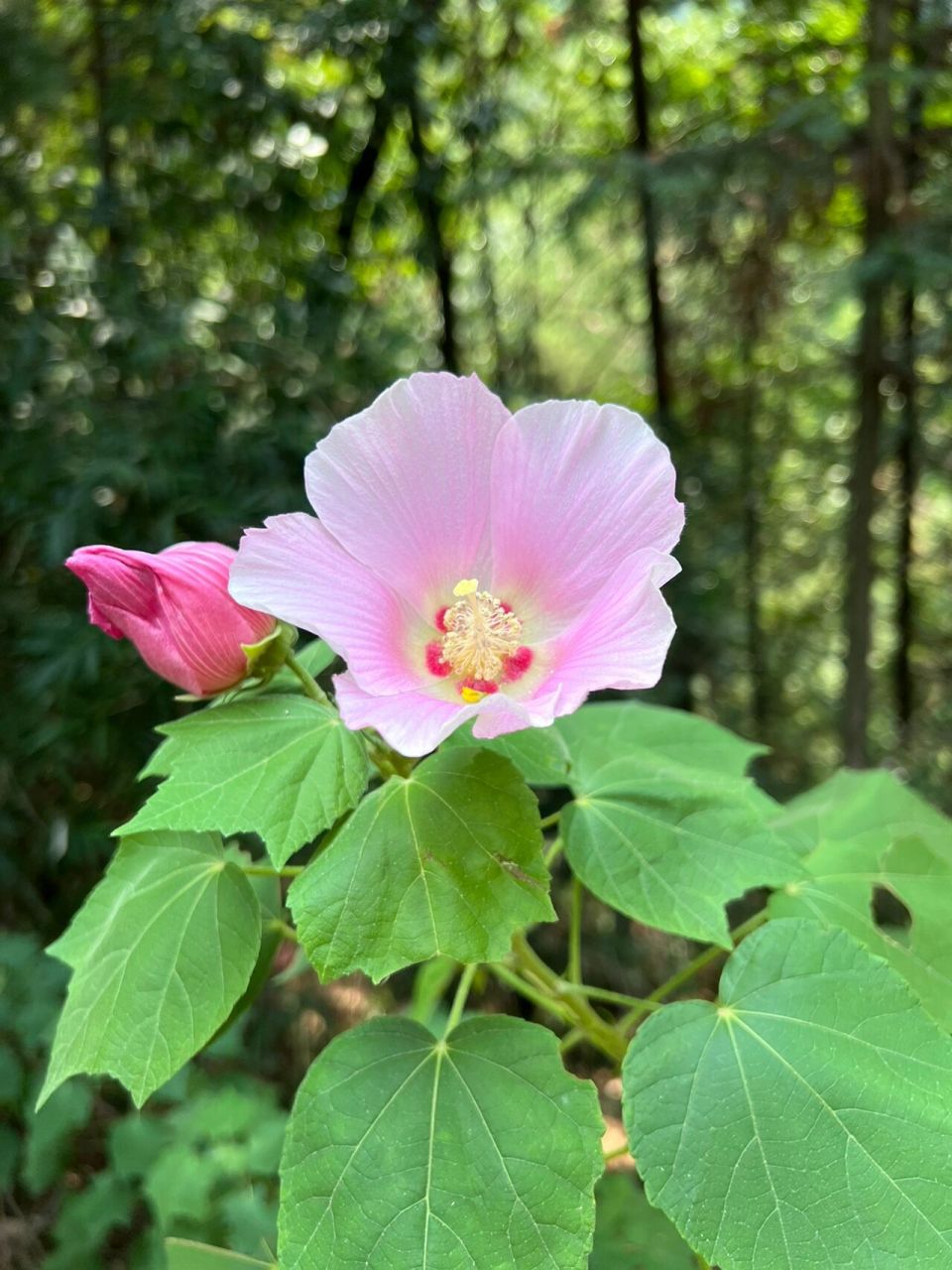 木芙蓉 | 木末芙蓉花,山中发红萼 花名:木芙蓉 科属:锦葵科,木槿属