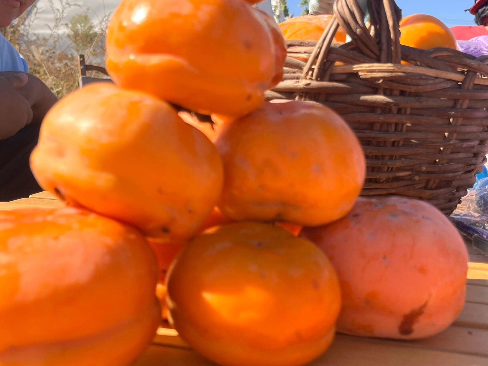 对就是房山张坊镇 磨盘柿子,今天我们开心农庄偶遇 野享玩!