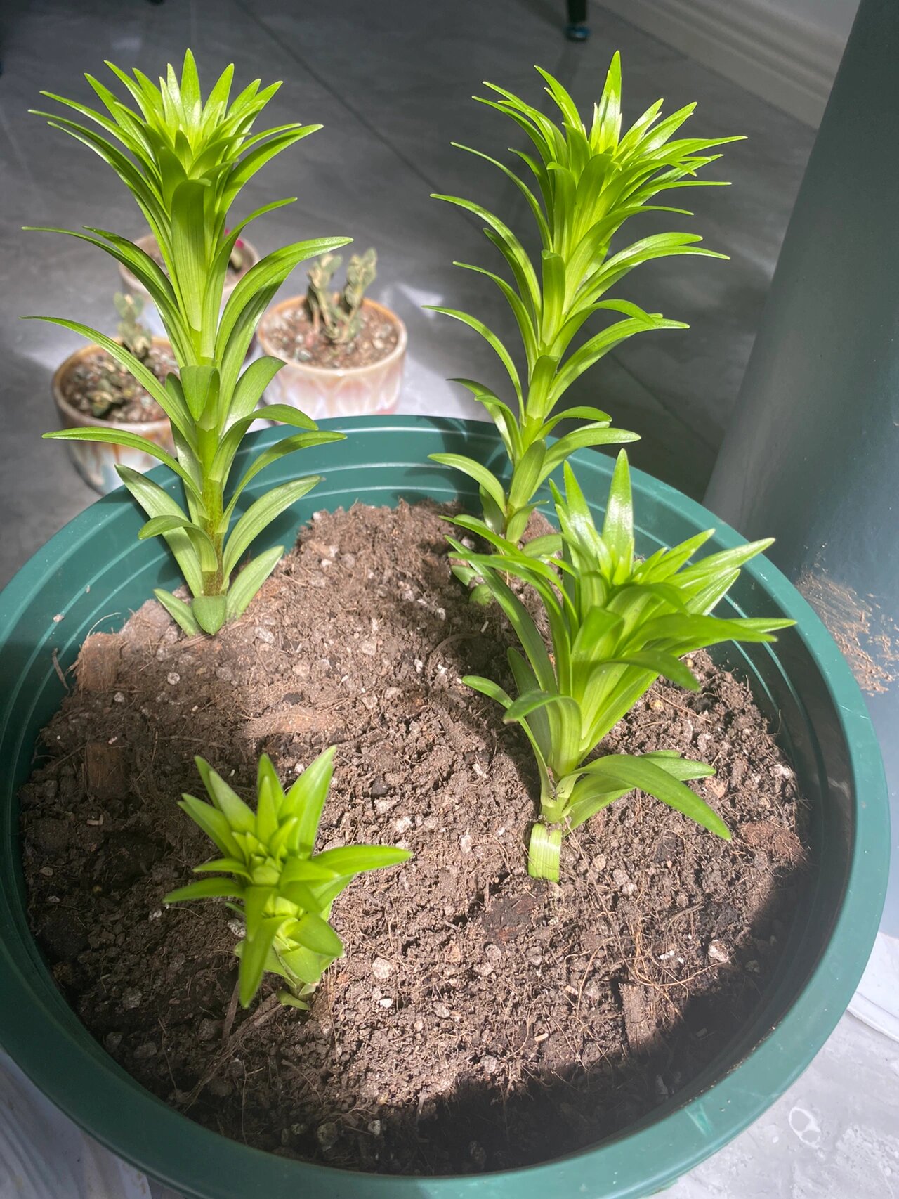 为什么百合茎杆很细呀 希望大数据推给大家帮我看看,就是这个百合种球