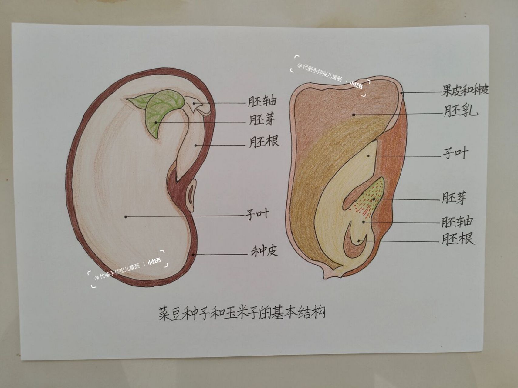 种子结构图 #代画# #手抄报# #儿童画# #种子结构图# #种子# #自然
