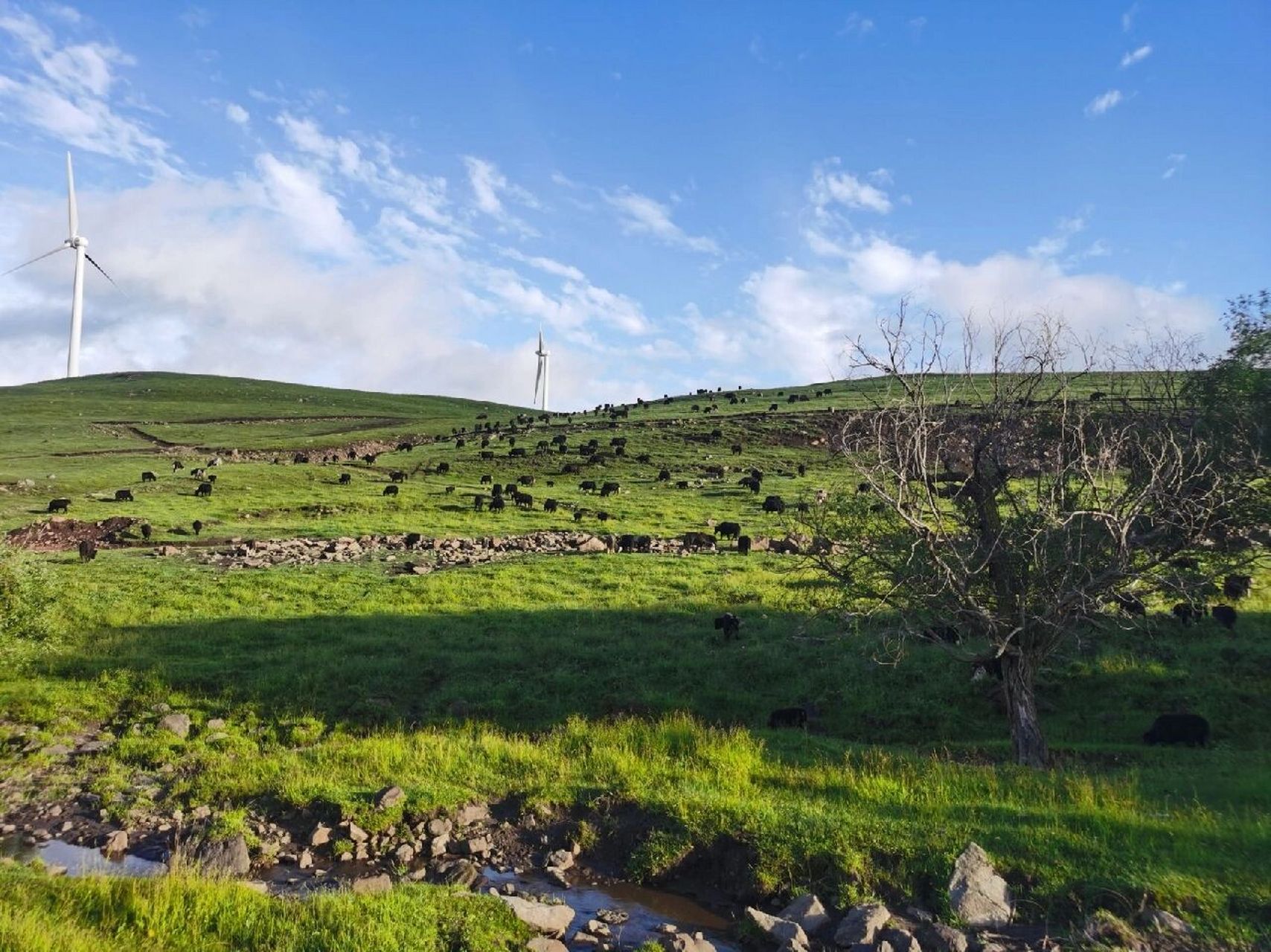 塞罕坝旅游之红松洼(必去!