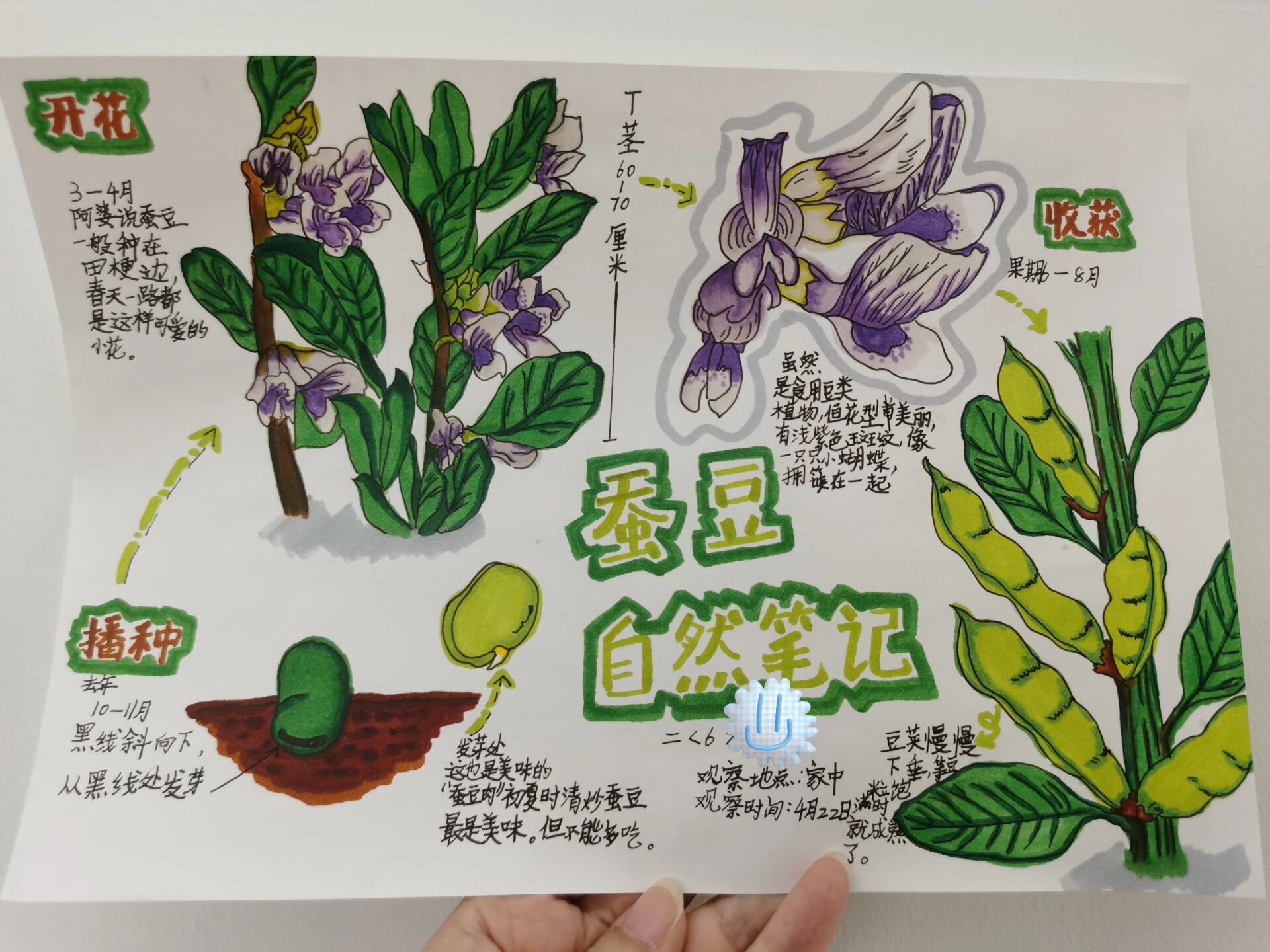 依旧是家里有啥画啥,4月正好阿婆种的几颗蚕豆结果了,我们就问了阿婆