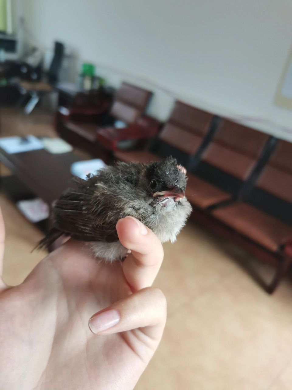 麻雀幼鸟 养了二十多天了,长的很好的,但是因为在学校,我家在外地