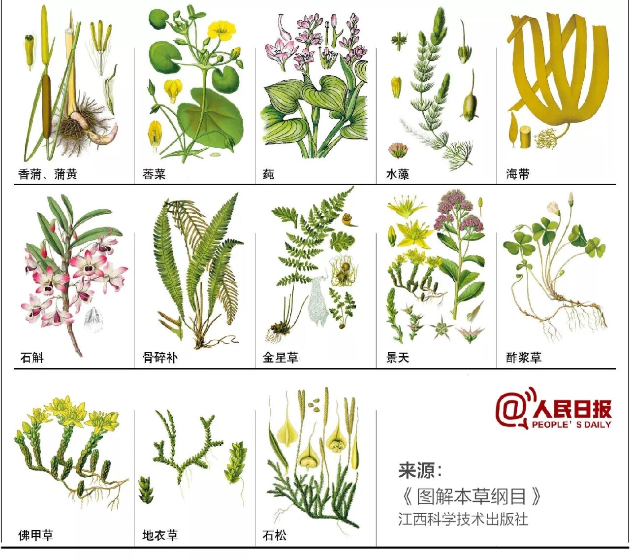 148种中草药简笔画