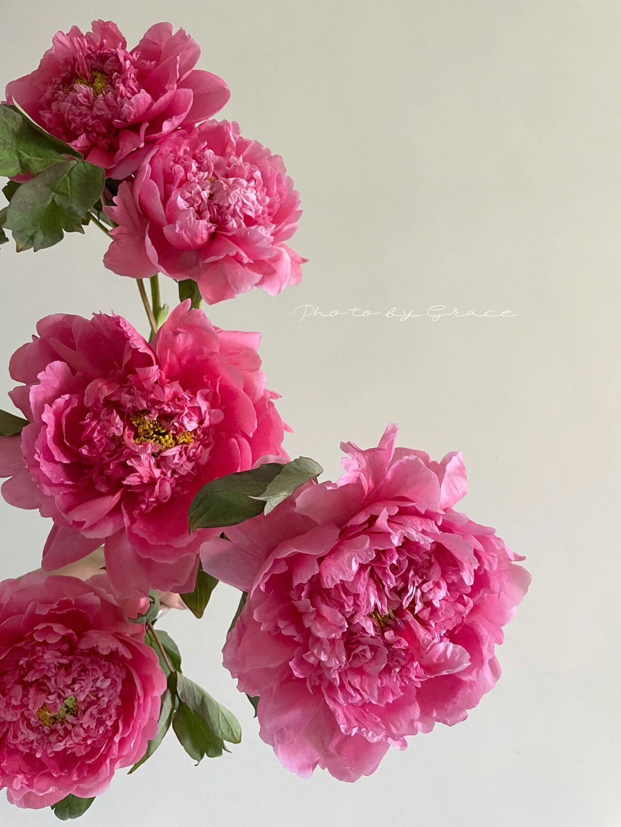 国产牡丹|大胡红