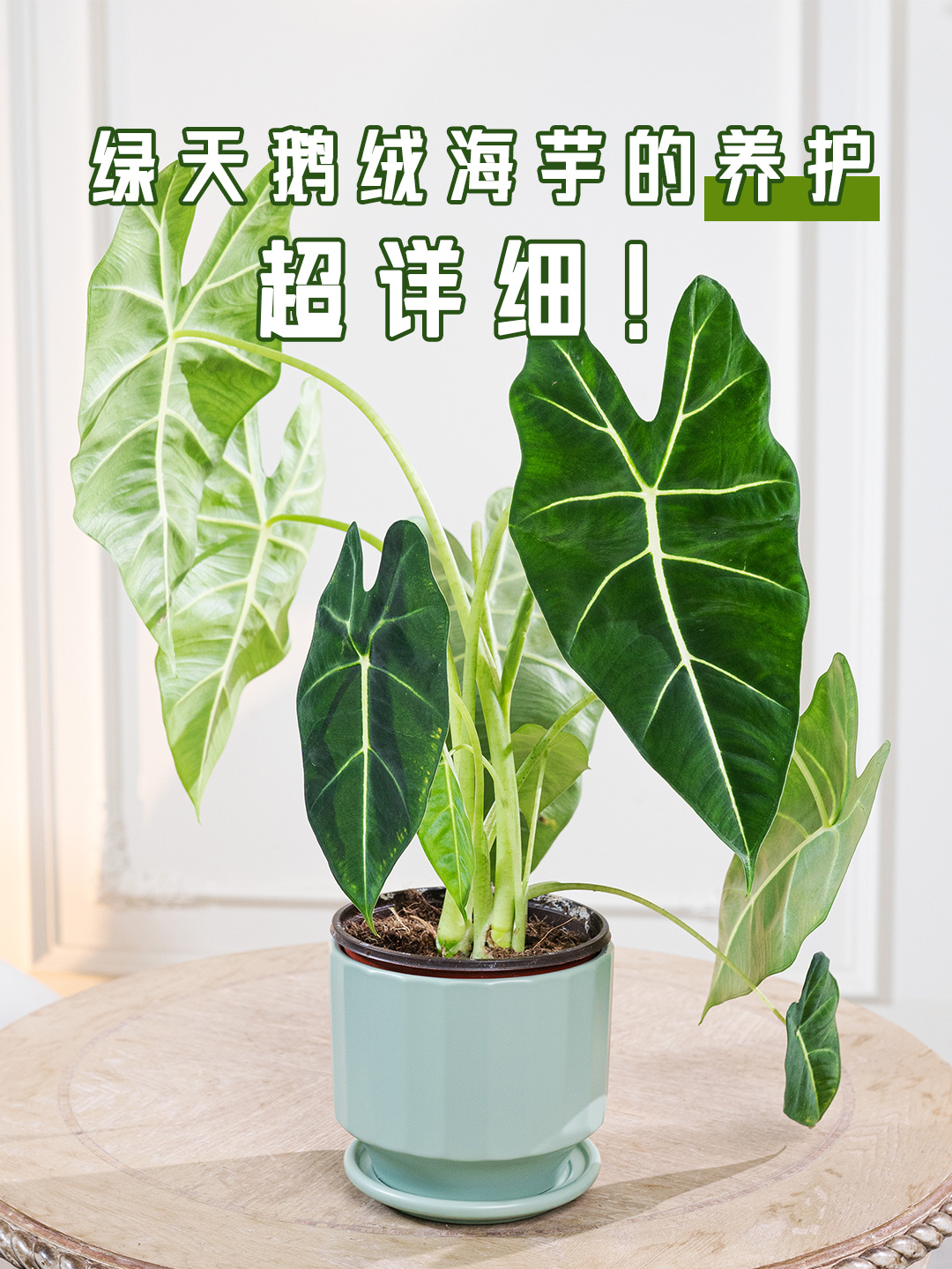 绿天鹅绒养护方法,教你轻松养出大绿鹅!