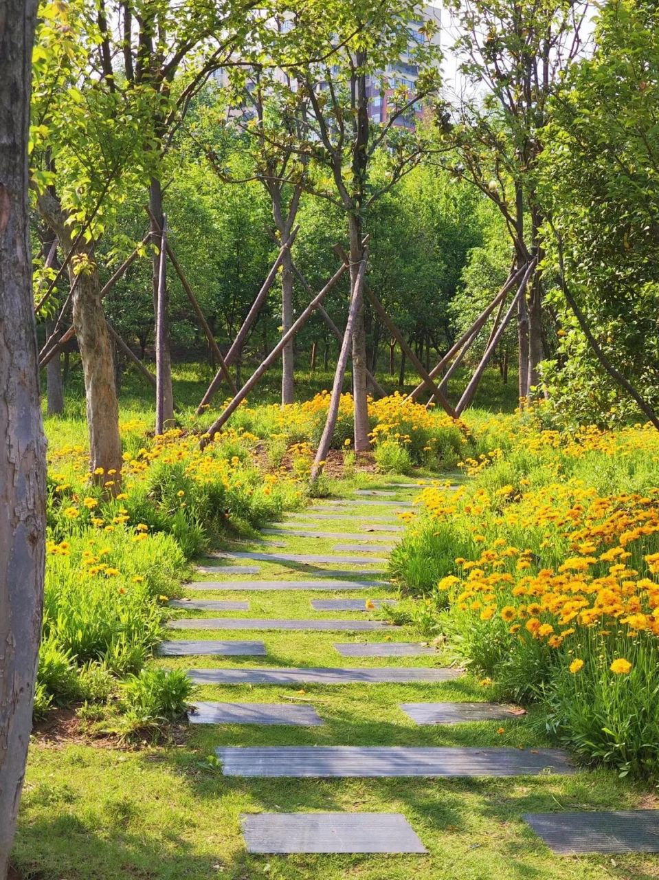 信阳旅游攻略 |  06羊山森林植物园 "在没有天花板的地方,大口吸氧"