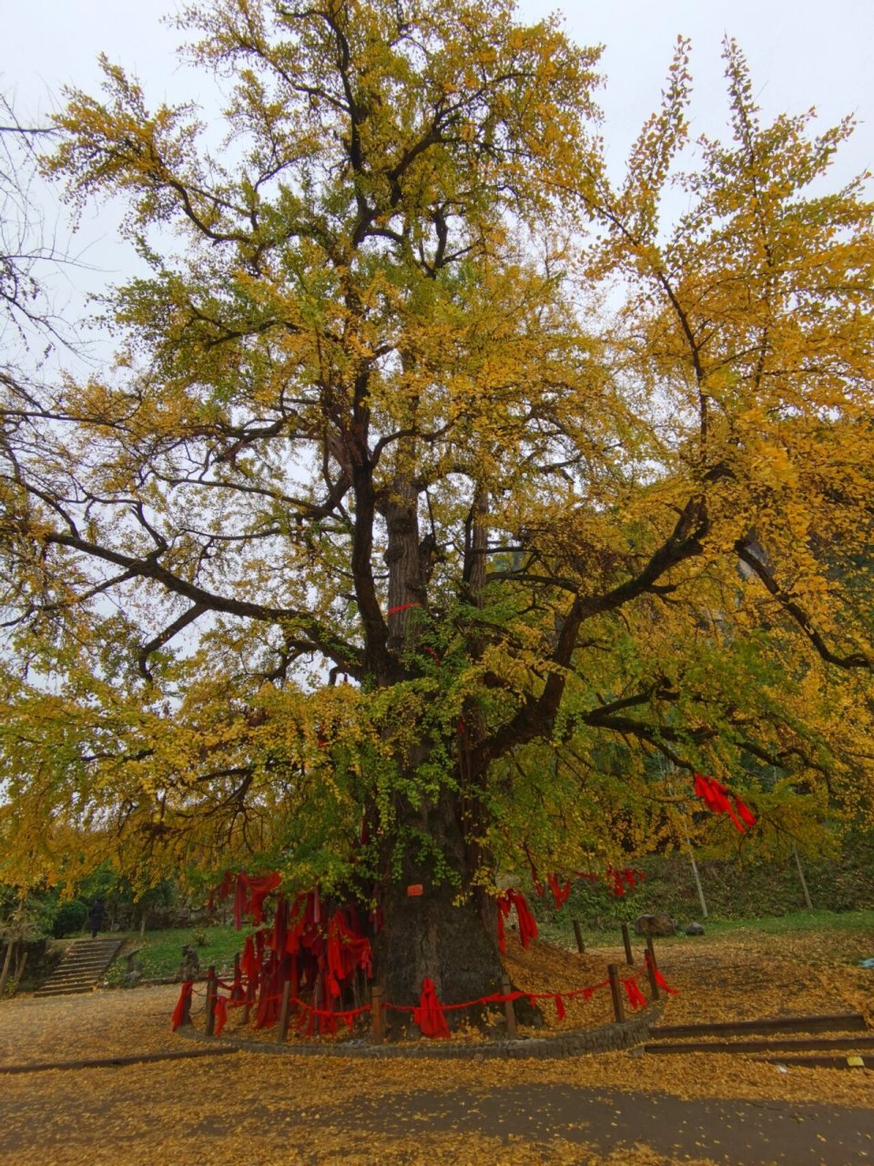 遵义湄潭县高台镇有幸打卡千年夫妻银杏树 千年银杏古树,深秋时节的