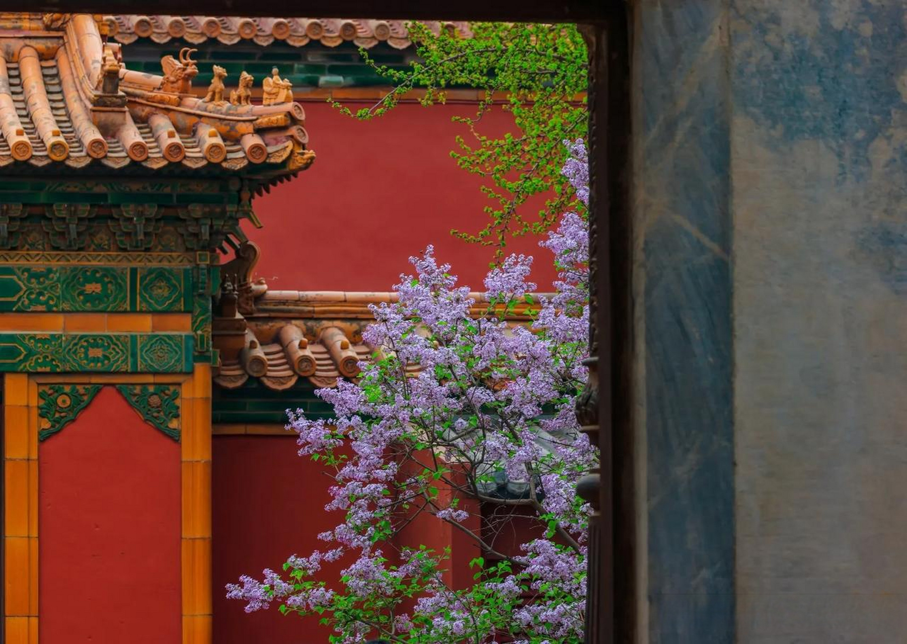 故宫延禧宫的紫丁香,是四月最芬芳的记忆.
