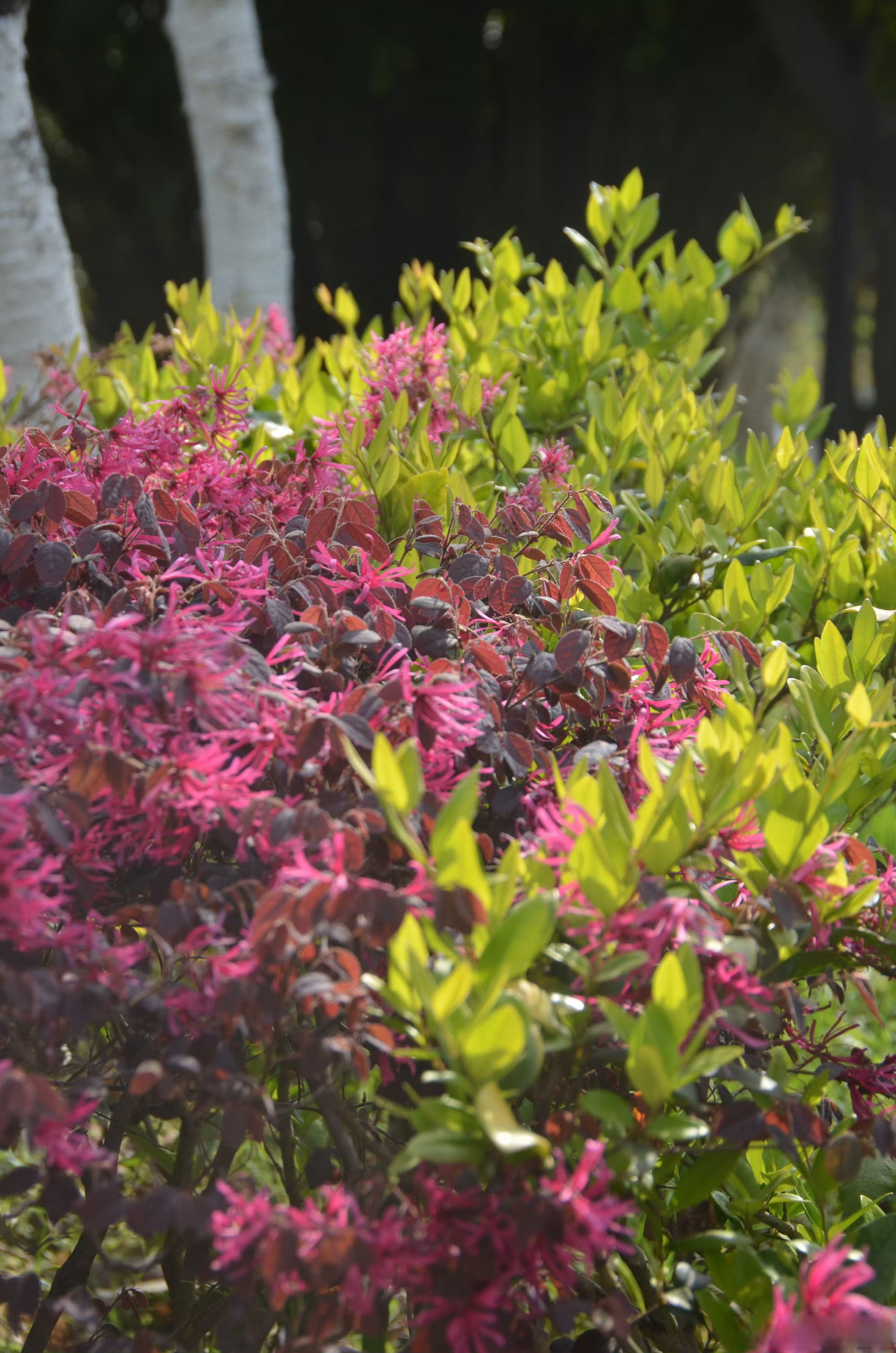 最近,在汉口江滩到处可见一种"红色流苏"样的花朵,它就是