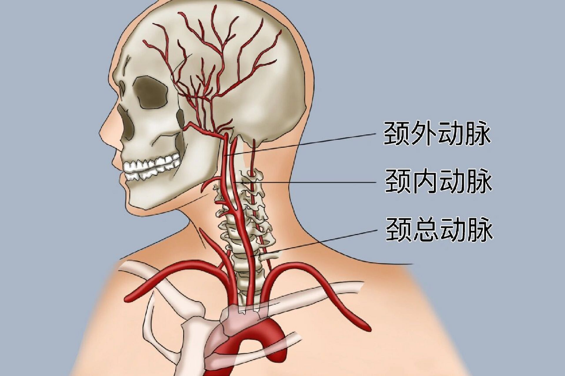 颈总动脉 1,颈总动脉: 左,右各一,右侧发自头臂干,左侧直接发自主动脉
