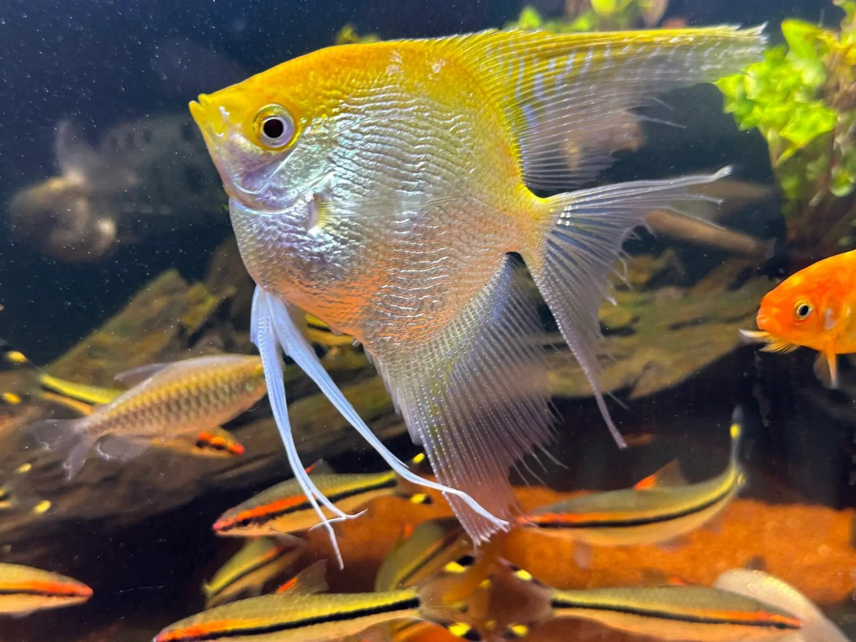 神仙鱼怀孕 大家能帮忙看看金黄色的神仙鱼是不是怀孕了吗?