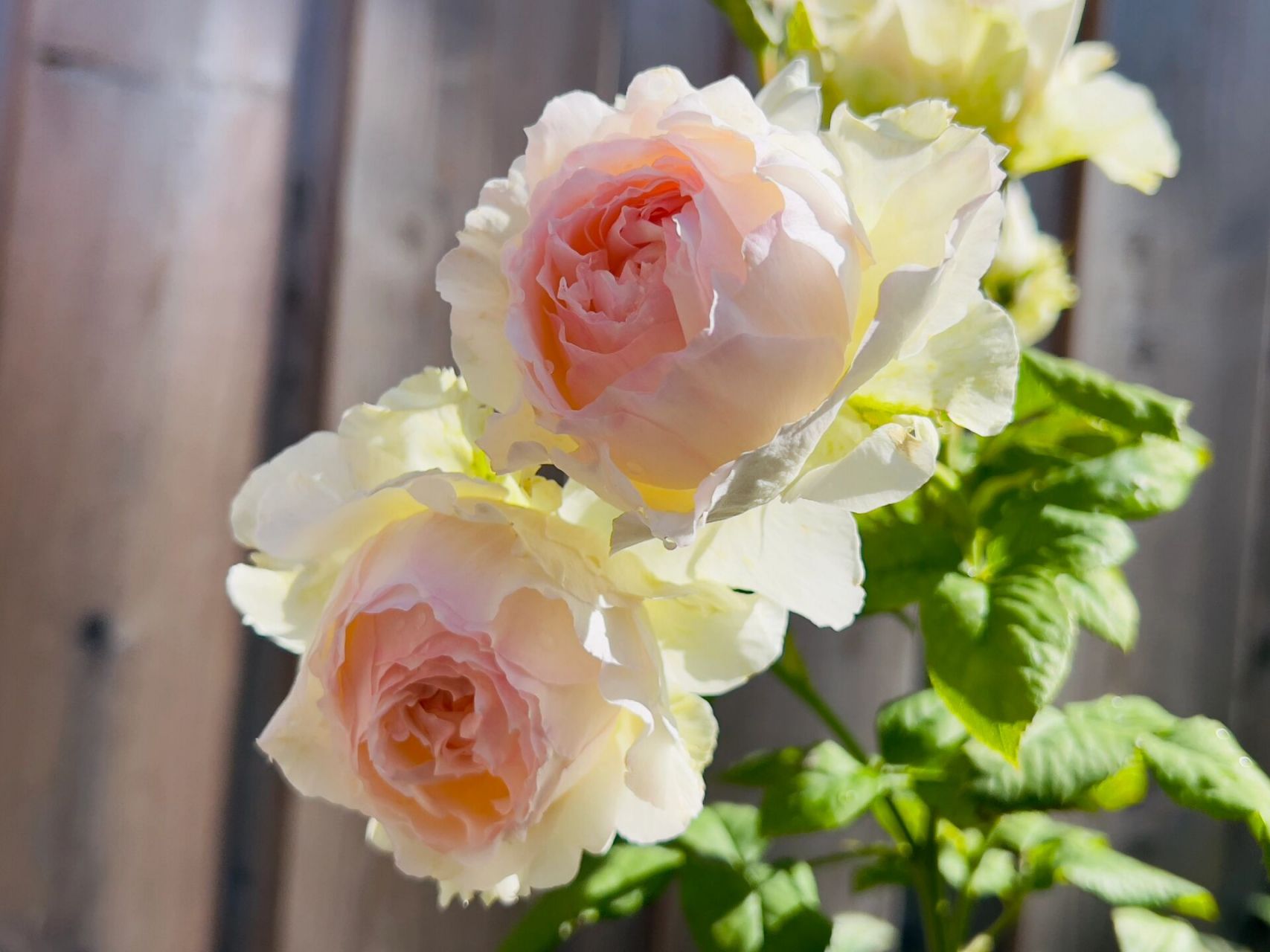 佩尔朱克月季 被誉为小仙女的佩朱,从有花苞到开花时间有点长哦!