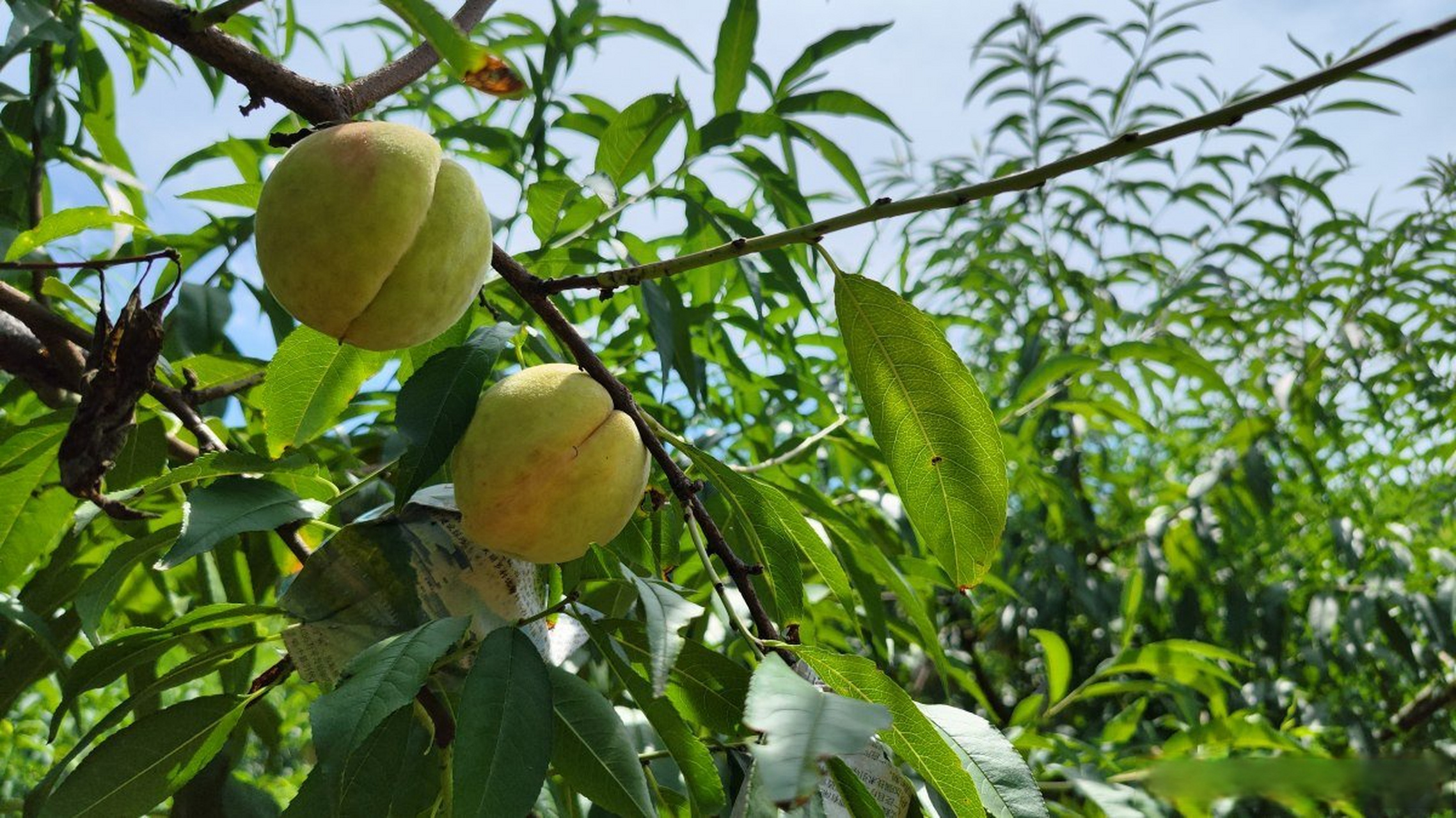 【#寻觅奉化玉露桃感受老味道# 】大暑过后,奉化的玉露桃进入到成熟