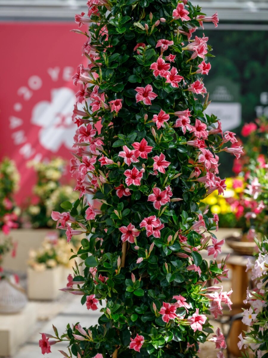 品种| 飘香藤 sundaville03 flamingo 中文名:飘香藤,又名双腺藤