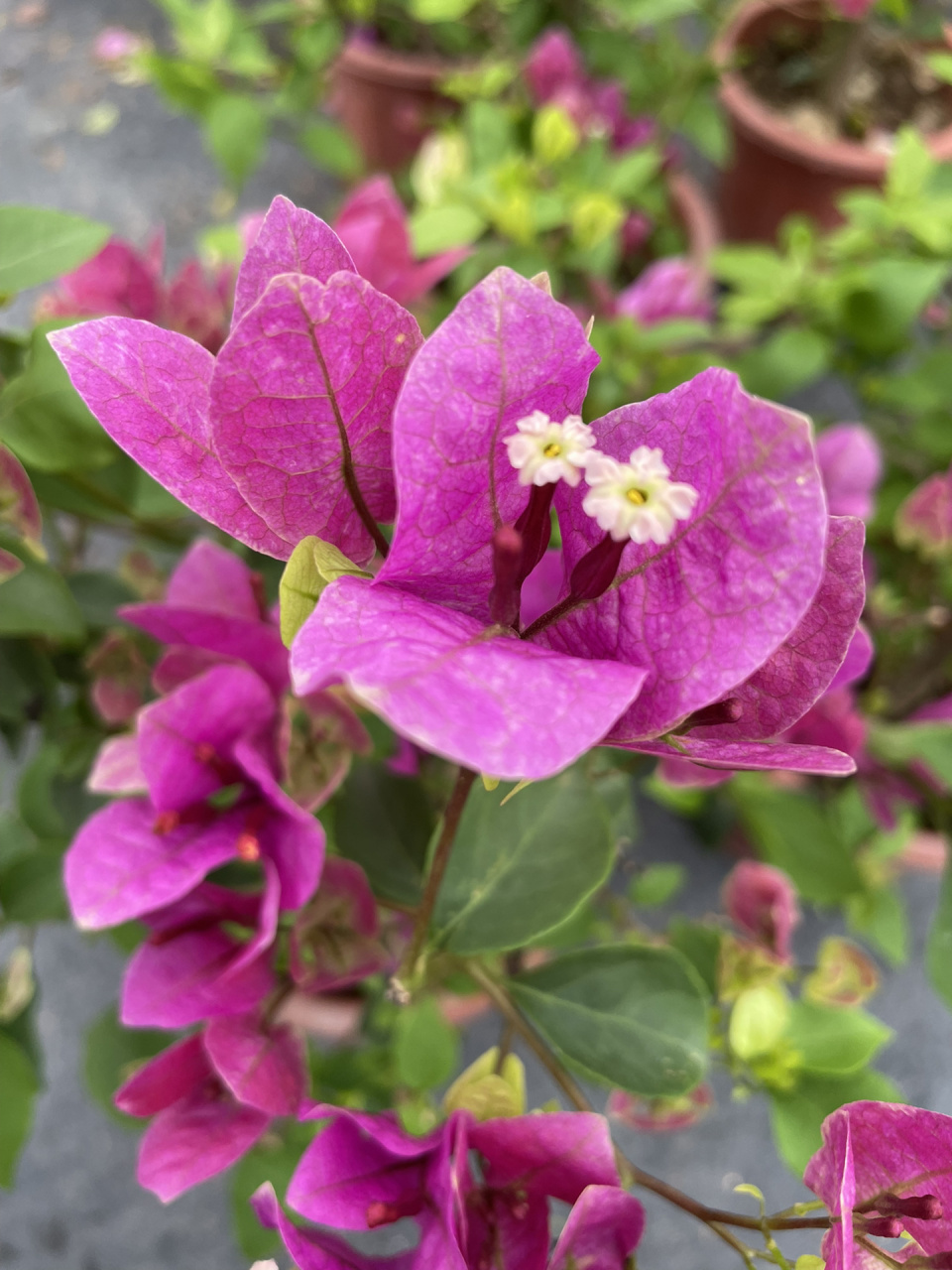 紫色系的三角梅我只卖这款—紫九月 紫色勤花系列,颜色好看,重要的是