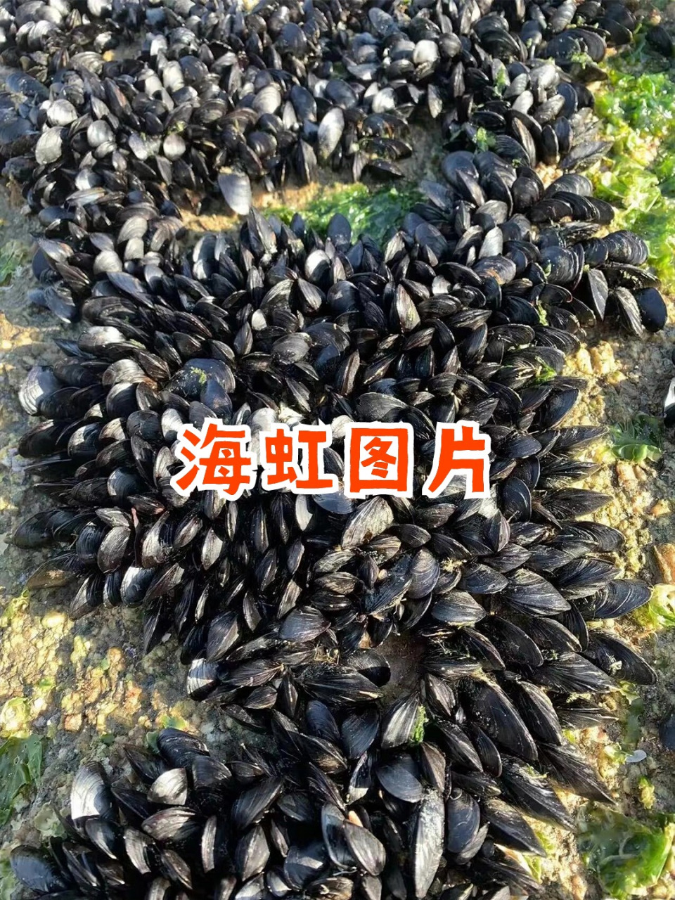 👋今天来跟大家分享一组海虹的图片,简直美到犯规,看得我口水都要流