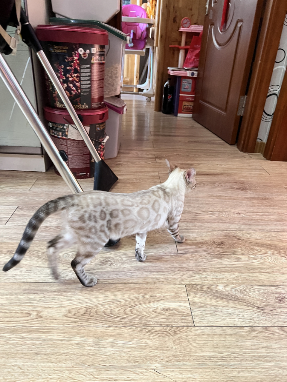 特价一只孟加拉豹猫雪豹 已售!已售!已售!