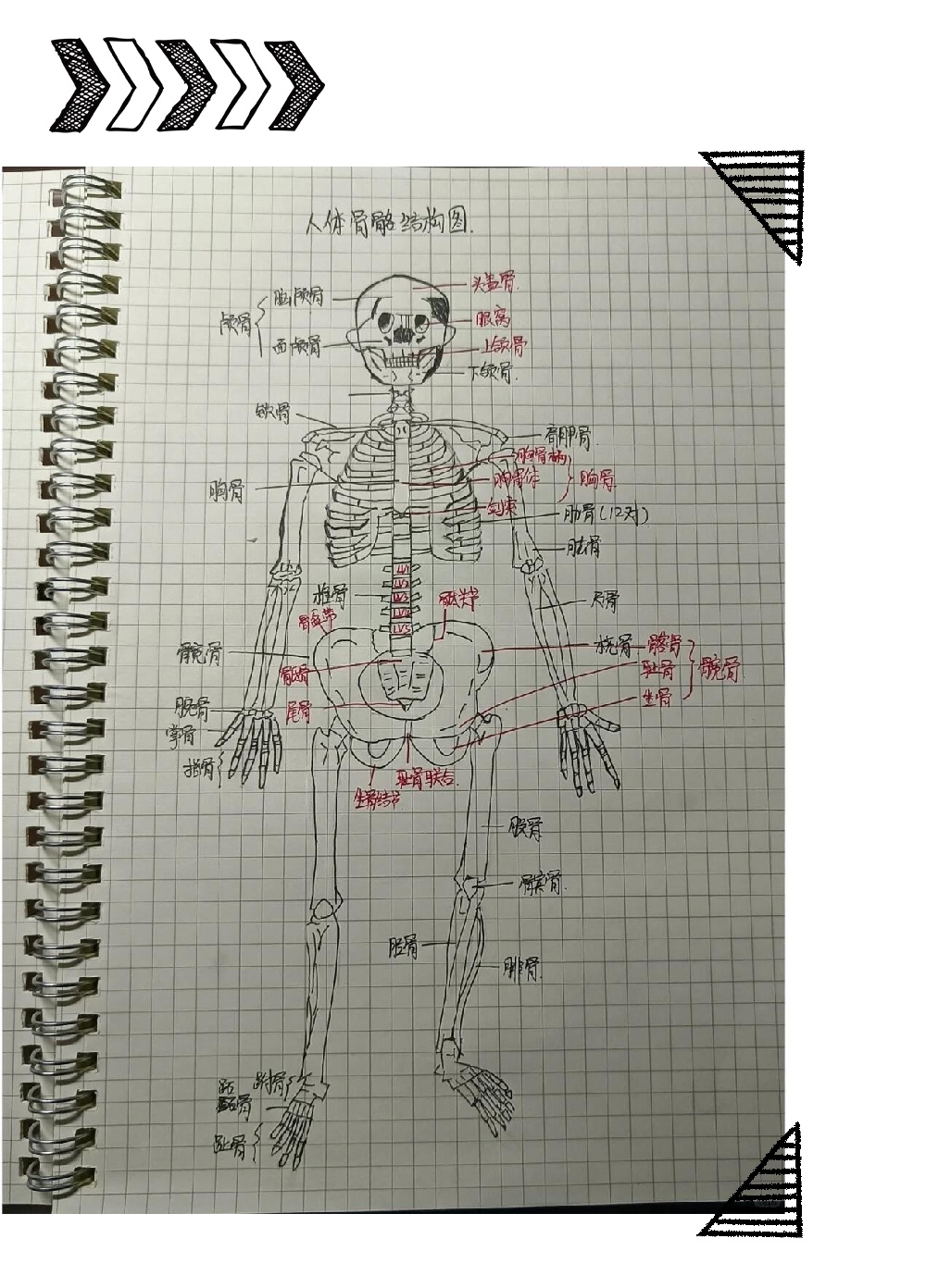 人体解剖学教程图片