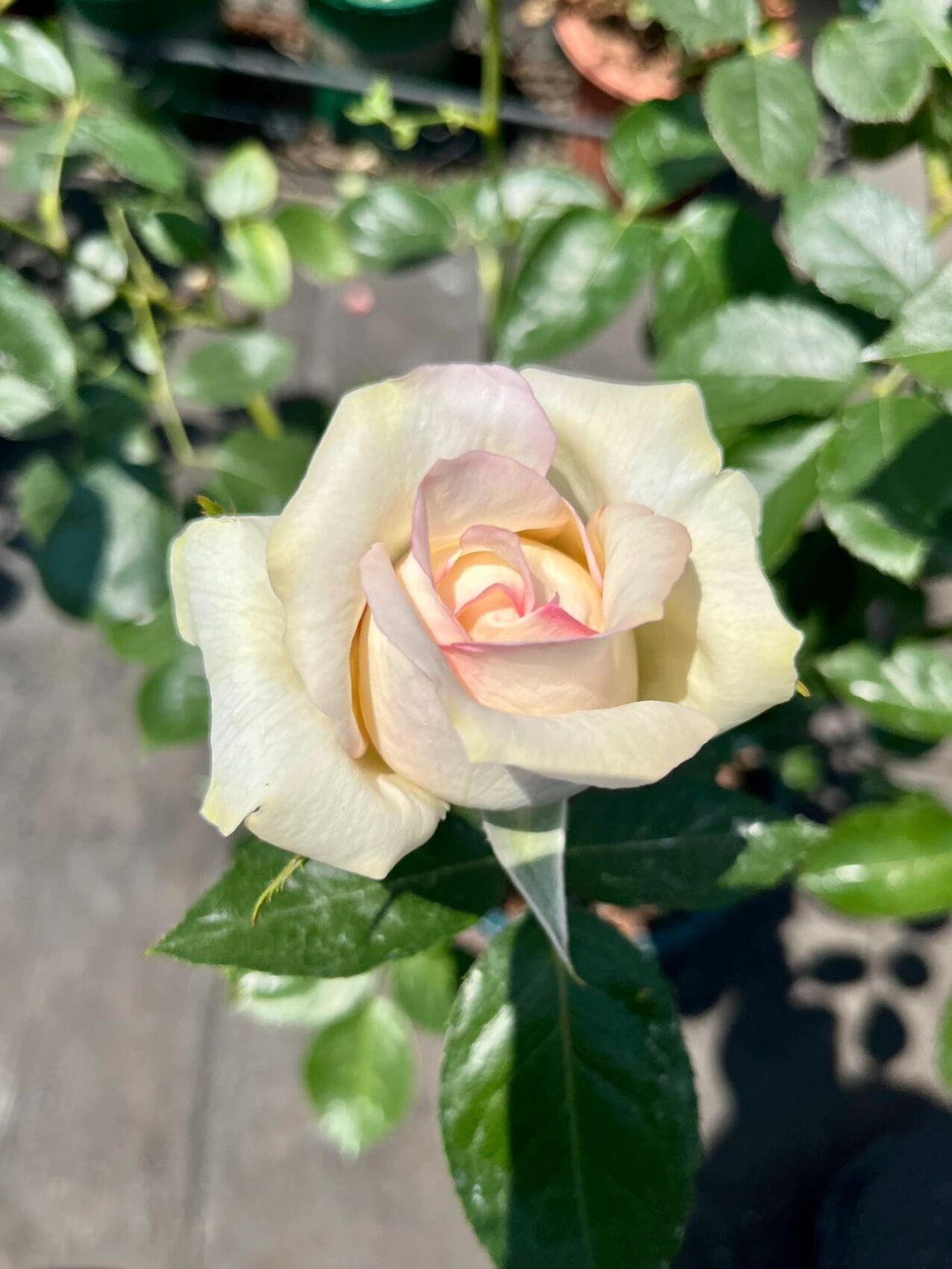 月季 | 伊芙奶油 伊芙伯爵的后代,ht,由最初法国玫兰国际伊芙伯爵芽变