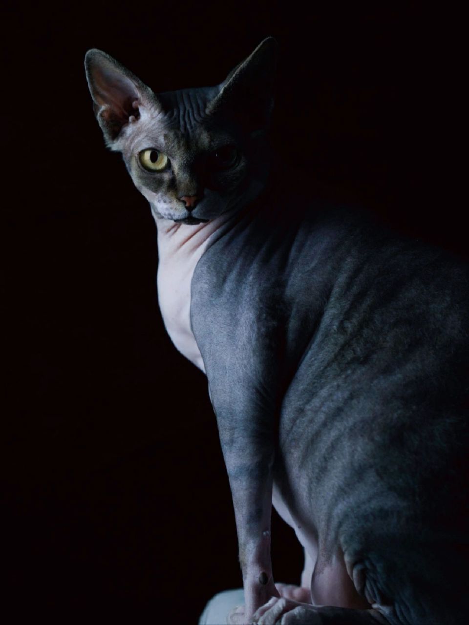当之无愧的破坏神比鲁斯 无毛斯芬克斯猫  斯芬克斯无毛猫 近几年才