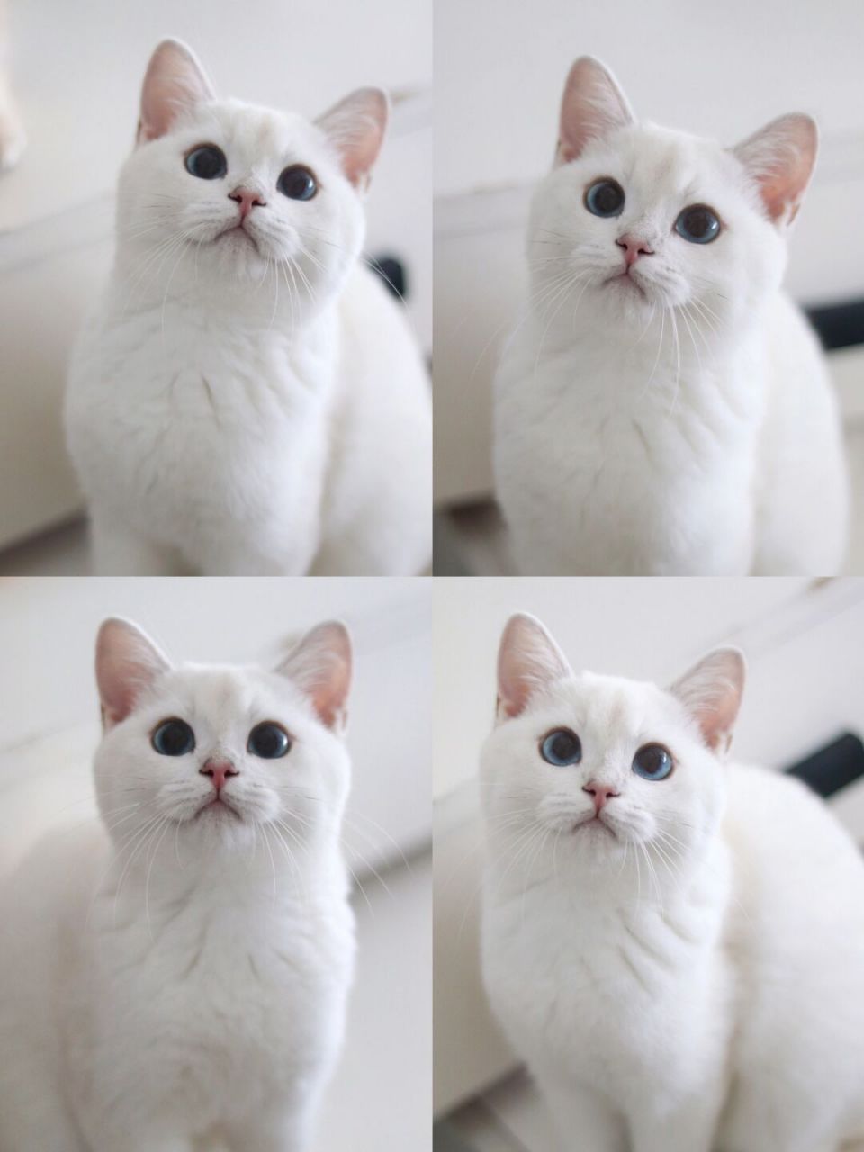 合肥|银点妹妹蹲新家 #我家宠物好可爱# #银点# #新手养猫