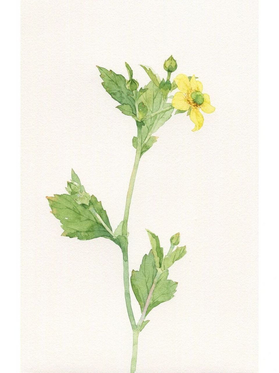 原来它叫路边青啊 野花,水彩手绘