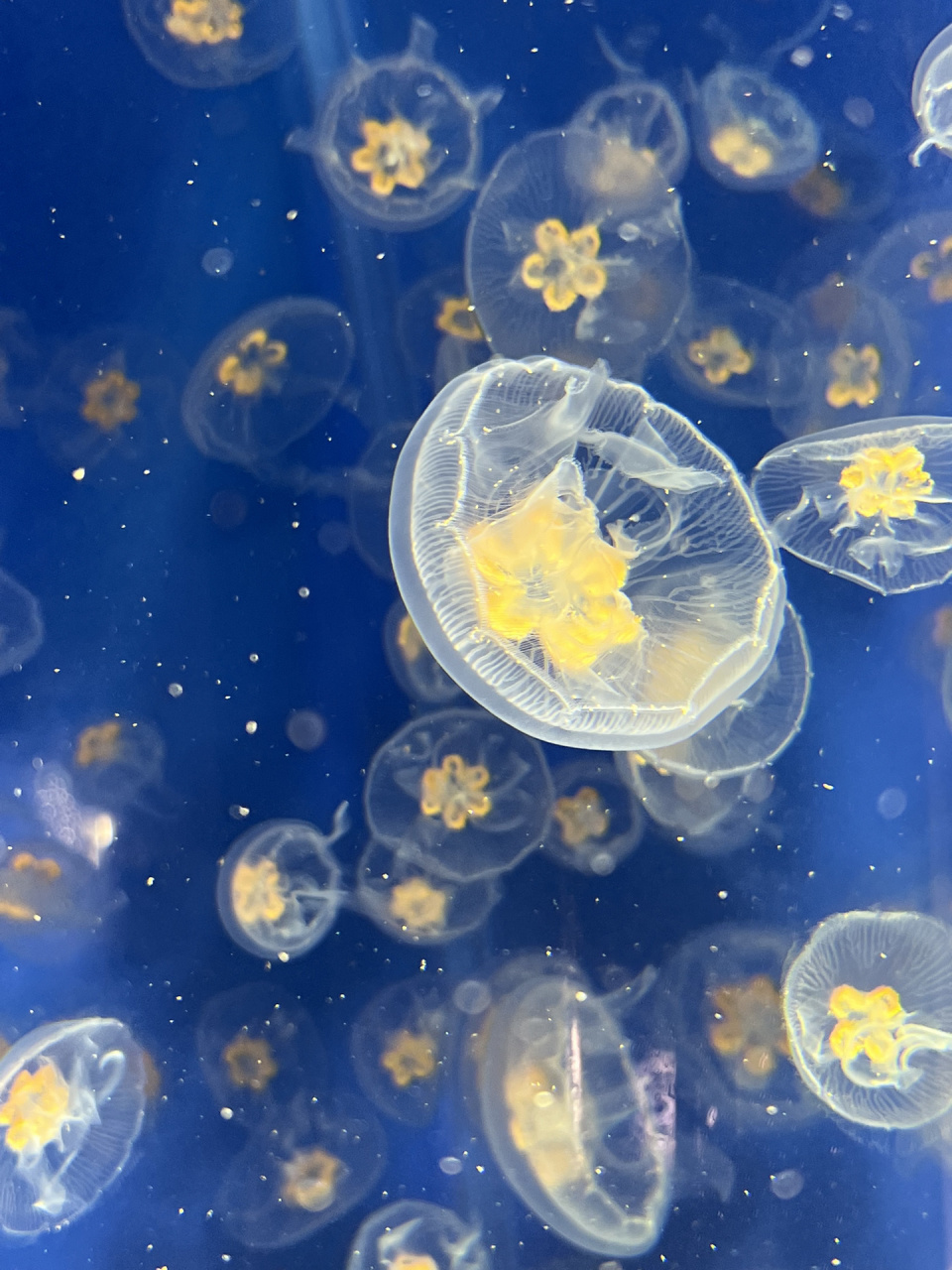 百看不腻的水母动图            这组照片能 吗了