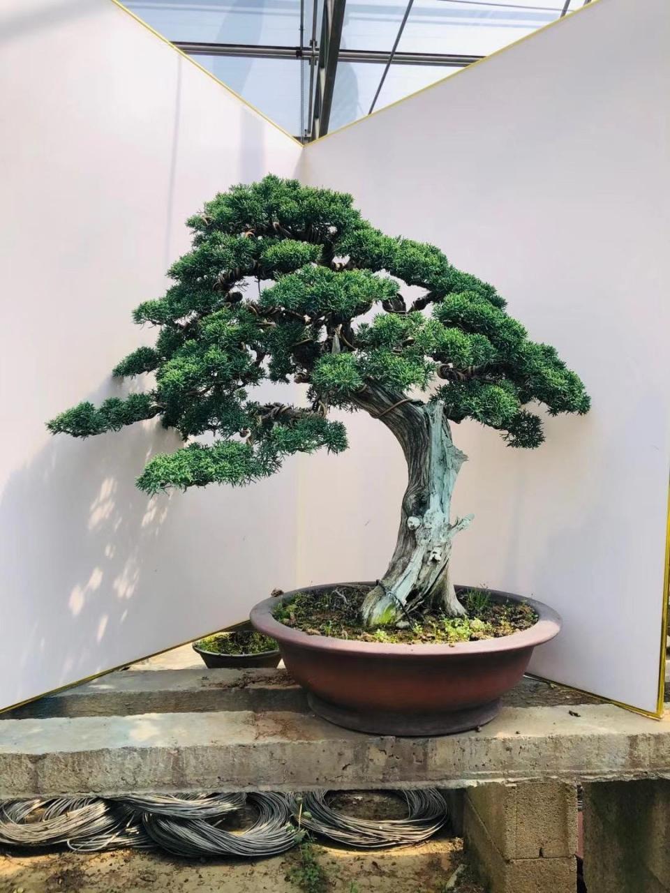 系鱼川真柏盆景,是一种非常受人们喜爱的艺术和园林植物,其独特的形态