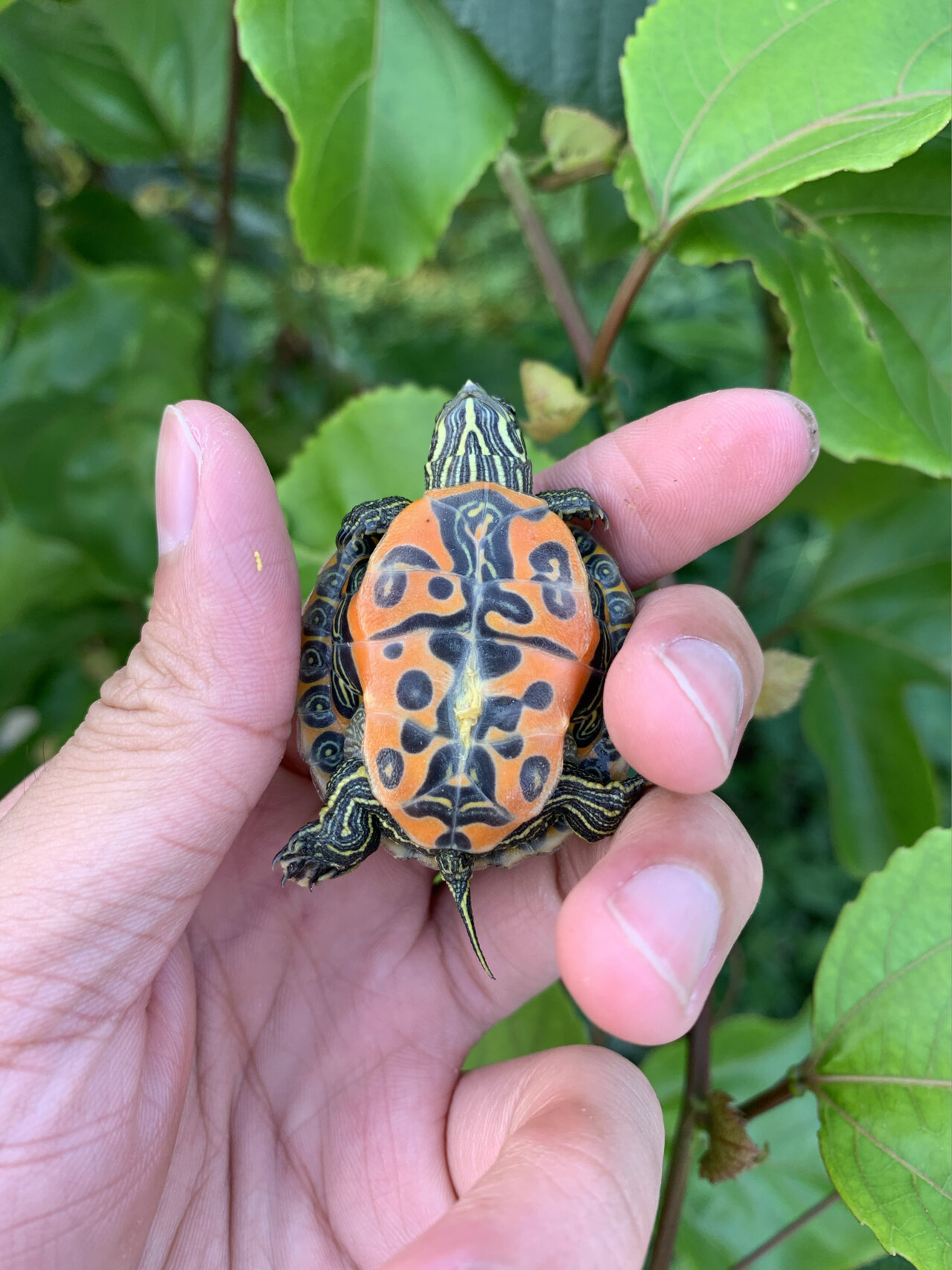 阿拉巴马龟,鲜红腹部,鲜艳背甲