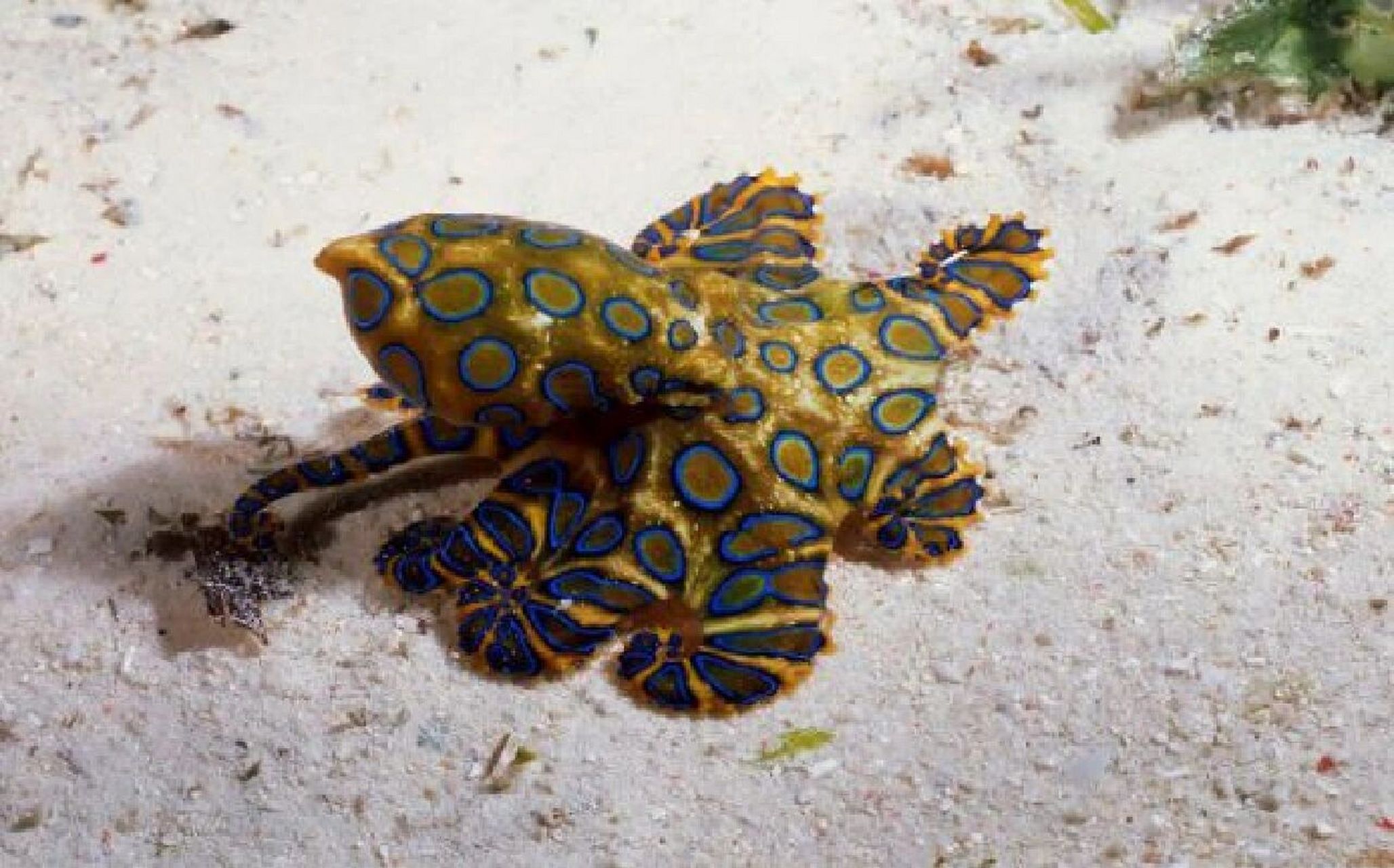 每天认识一种动物(77)蓝环章鱼 中文名:豹纹蛸 学名:hapalochlaen