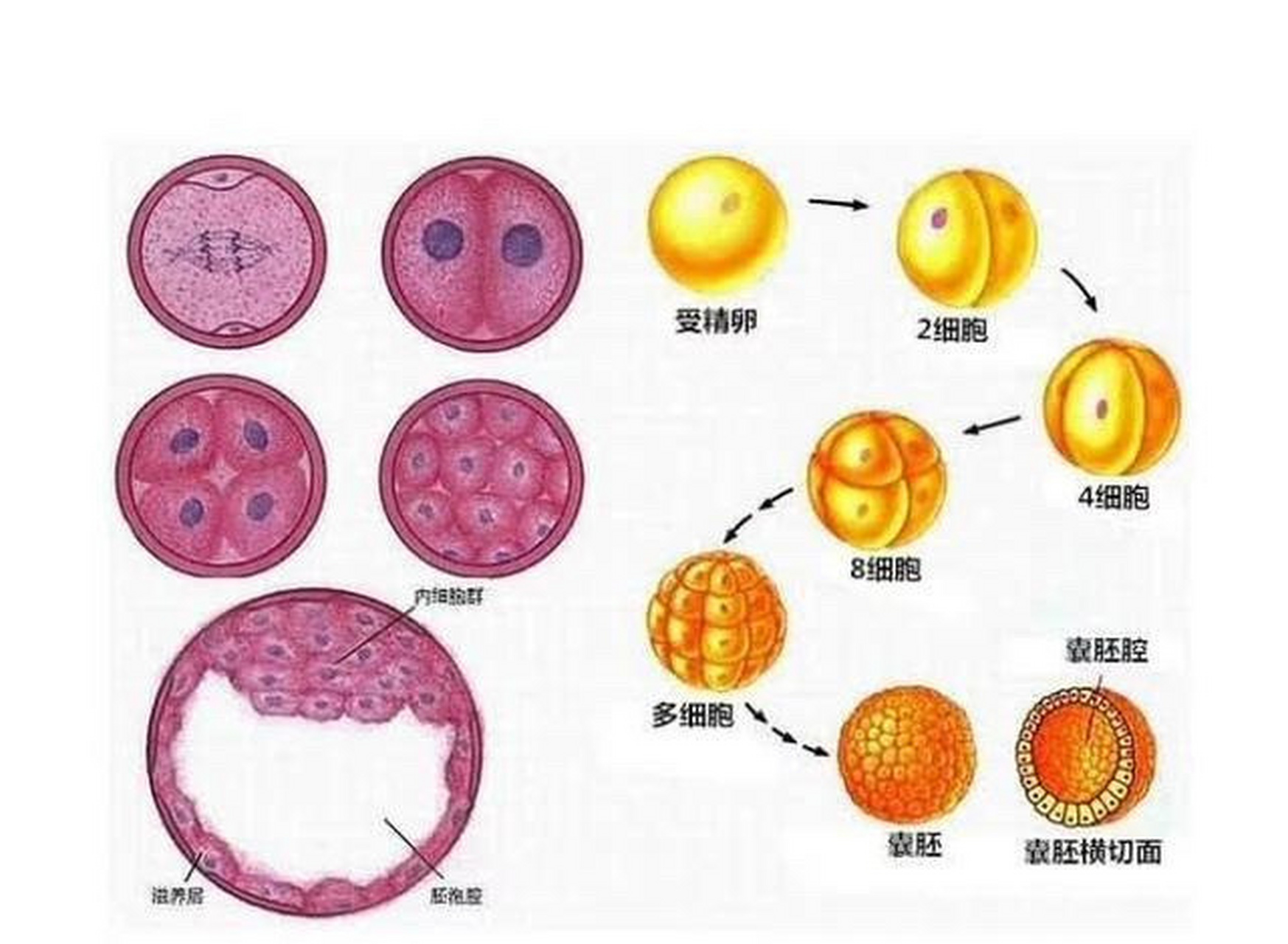 卵细胞行程图片