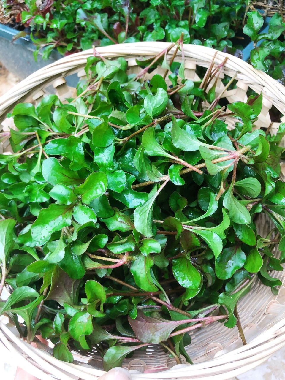 摘些台湾枸杞菜给朋友带回家 这个台湾枸杞菜又名锦绣苋菜,瘦肉打汤很