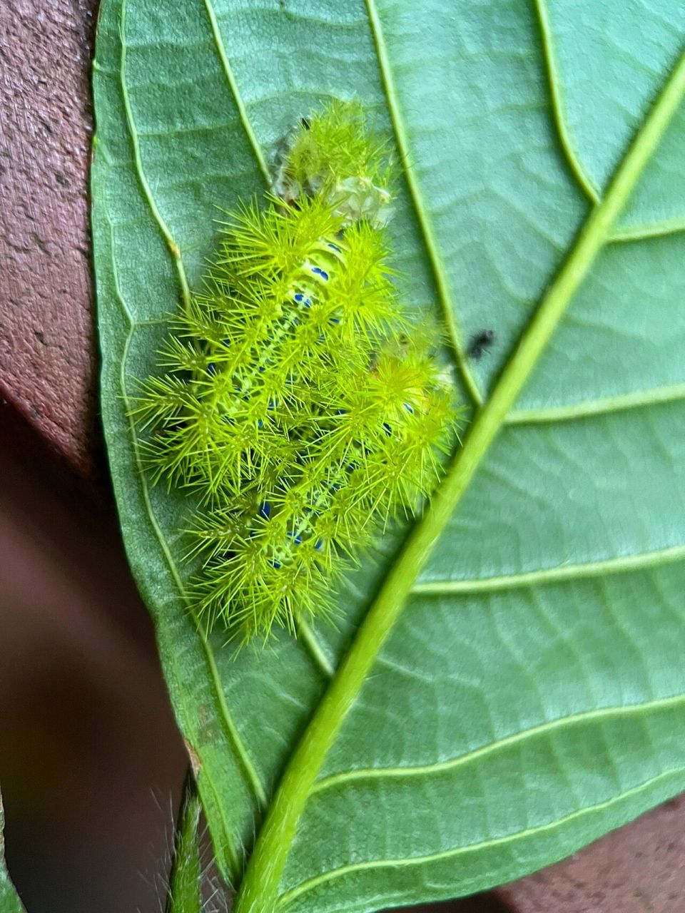 绿刺蛾成虫图片