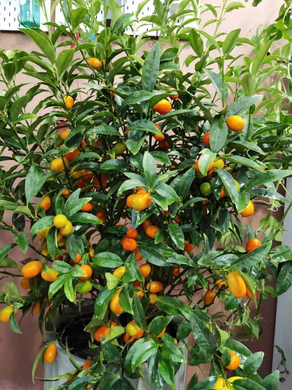 金桔树—年花必备 【金桔】新品谐音"金吉"硕果累累,年年开花结果