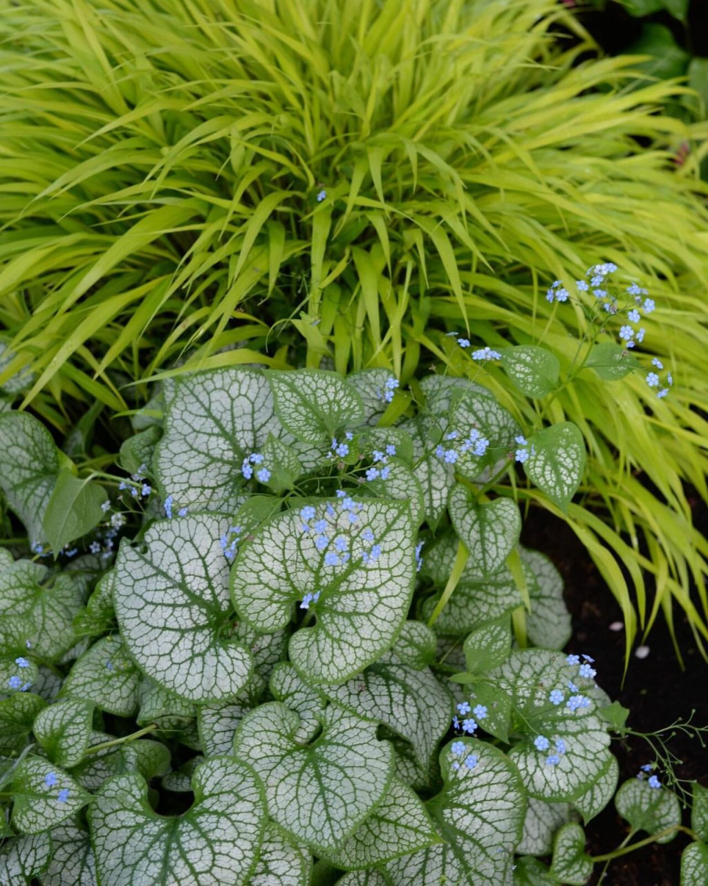 心叶牛舌草-点亮你的荫生花园93 95心叶牛舌草 很适合种于荫生