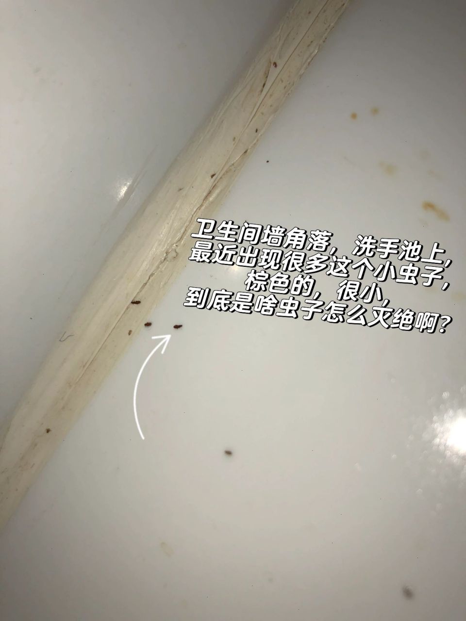 朋友们帮我看看这是啥虫子 最近卫生间角落,洗手池上,总是出现这种
