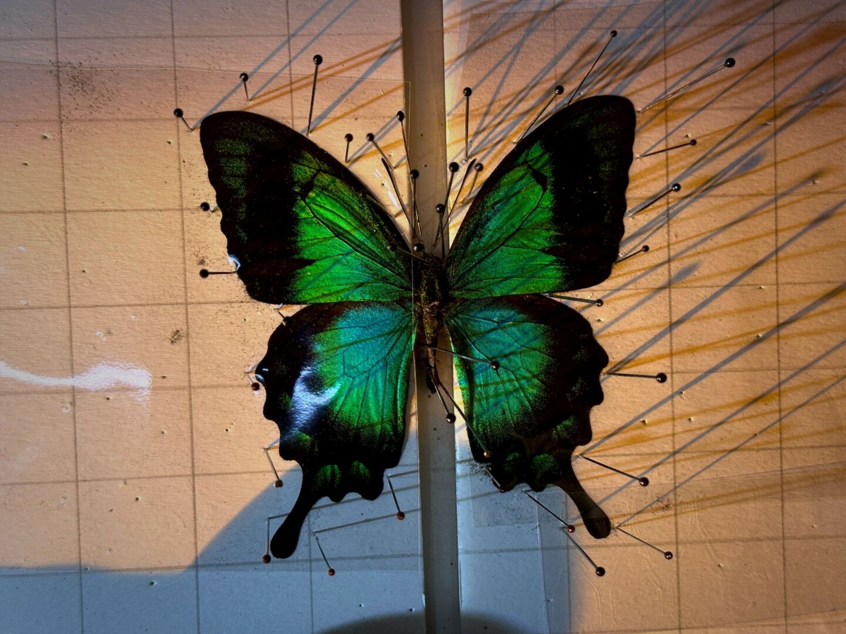 赋予了蝴蝶太多眷顾03 才会有这样美丽绚烂的颜色03 #五斑翠凤蝶