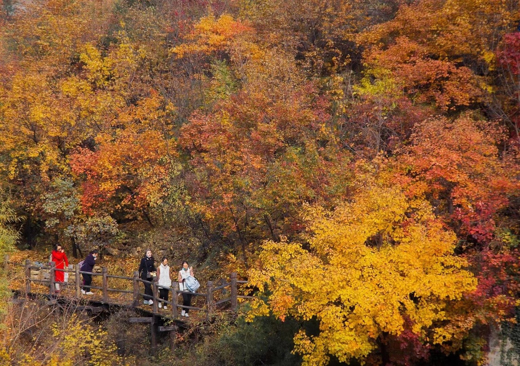 九如山红叶最佳观赏期图片