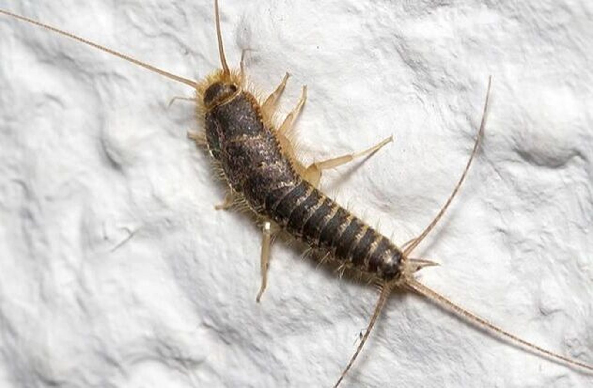 床上有衣鱼虫怎么处理 在家里的床上发一个衣鱼虫