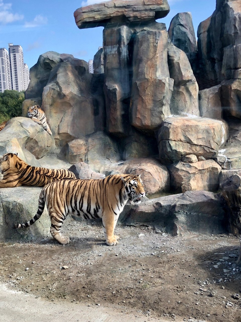 哈尔滨东北虎林园 有四百多只东北虎的动物园!