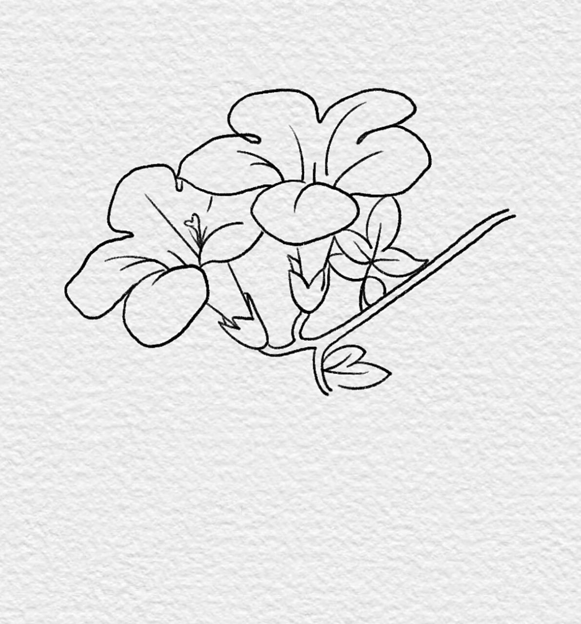 99零基础简笔画|紫茉莉步骤图