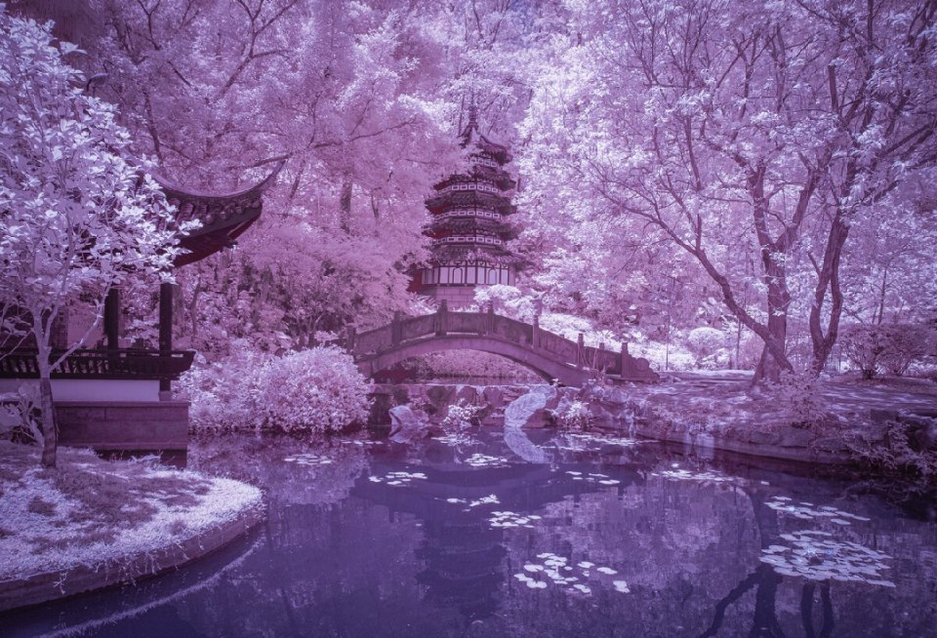紫色梦幻