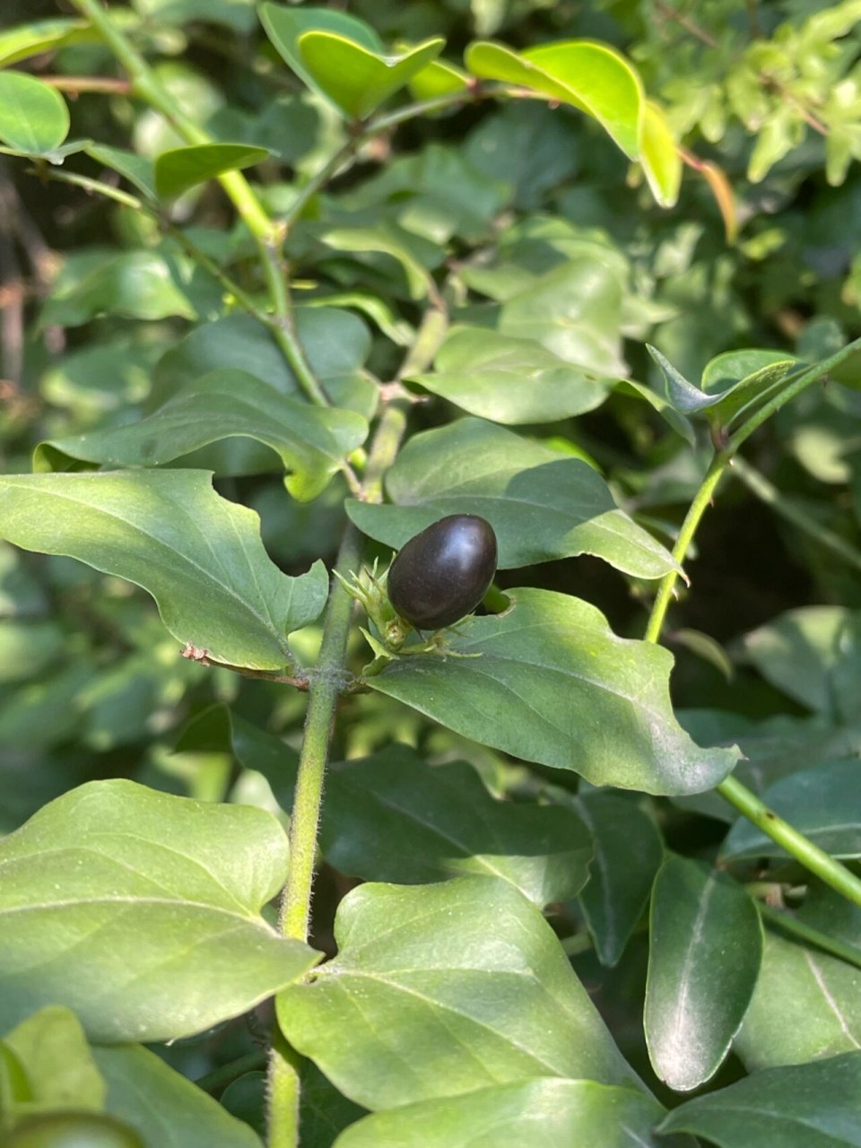 谢三娘果 纯野生,果实不能食用