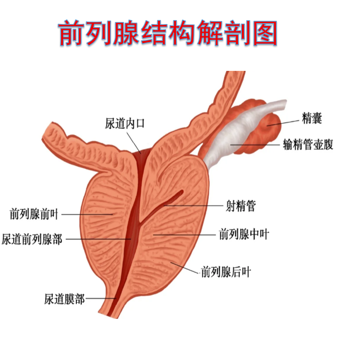 前列腺和肾虽然都属于泌尿系统,但它们之间没有直接关系