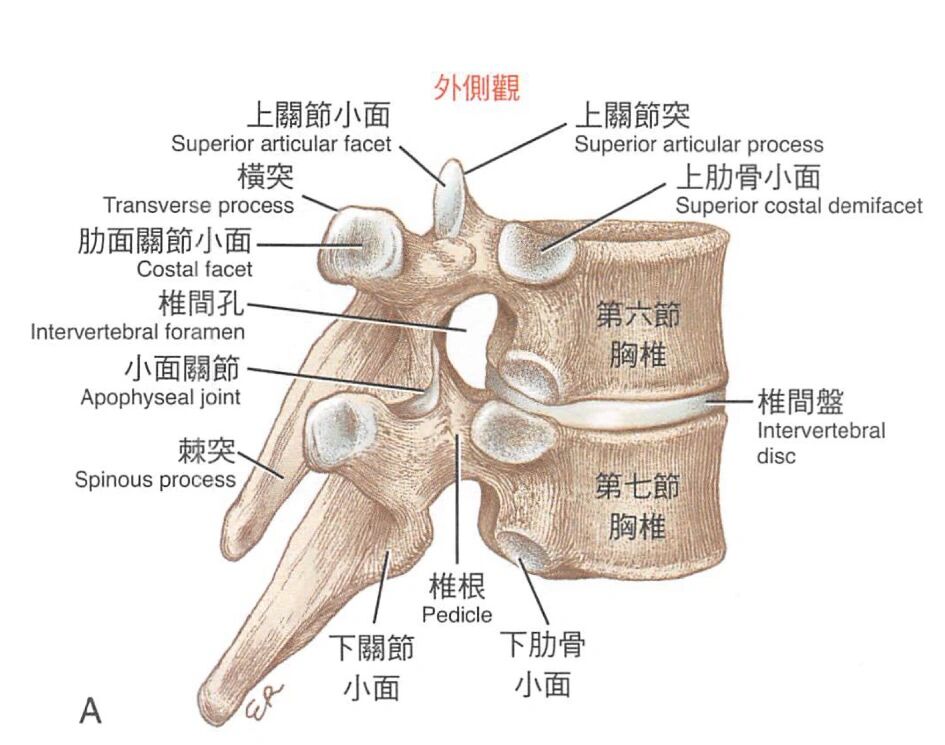 胸椎关节突关节图片图片