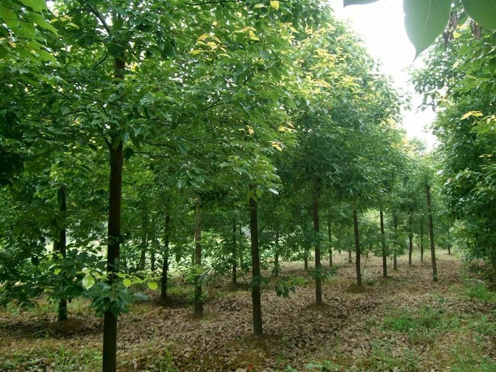 附近香樟树苗圃基地图片